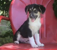 Valor - Black Tri Toy Auggie, a male Pembroke Welsh Corgi and Toy Australian Shepherd for sale in Harper, TX – 3 of 4