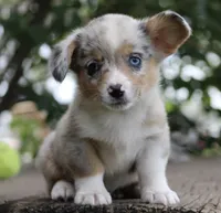 CHIRP - Blue Merle Toy Auggie, a male Pembroke Welsh Corgi and Toy Australian Shepherd for sale in Harper, TX – 7 of 10