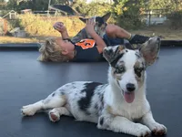 Liberty - Blue Merle Toy Auggie, a female Pembroke Welsh Corgi and Toy Australian Shepherd for sale in Harper, TX – 4 of 5