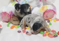 SPRING - Blue Merle Toy Auggie , a female Pembroke Welsh Corgi and Toy Australian Shepherd for sale in Harper, TX – Photo 2 of 5