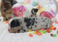 SPRING - Blue Merle Toy Auggie , a female Pembroke Welsh Corgi and Toy Australian Shepherd for sale in Harper, TX – Photo 4 of 5