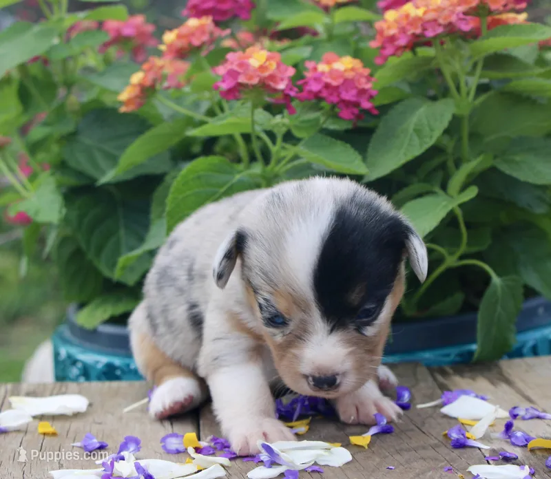 SPRING - Blue Merle Toy Auggie  – Pembroke Welsh Corgi, Toy Australian Shepherd puppy for sale in Harper, TX