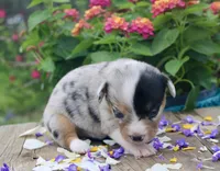 SPRING - Blue Merle Toy Auggie , a female Pembroke Welsh Corgi and Toy Australian Shepherd for sale in Harper, TX – 4 of 5