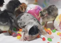 SPRING - Blue Merle Toy Auggie , a female Pembroke Welsh Corgi and Toy Australian Shepherd for sale in Harper, TX – Photo 3 of 5