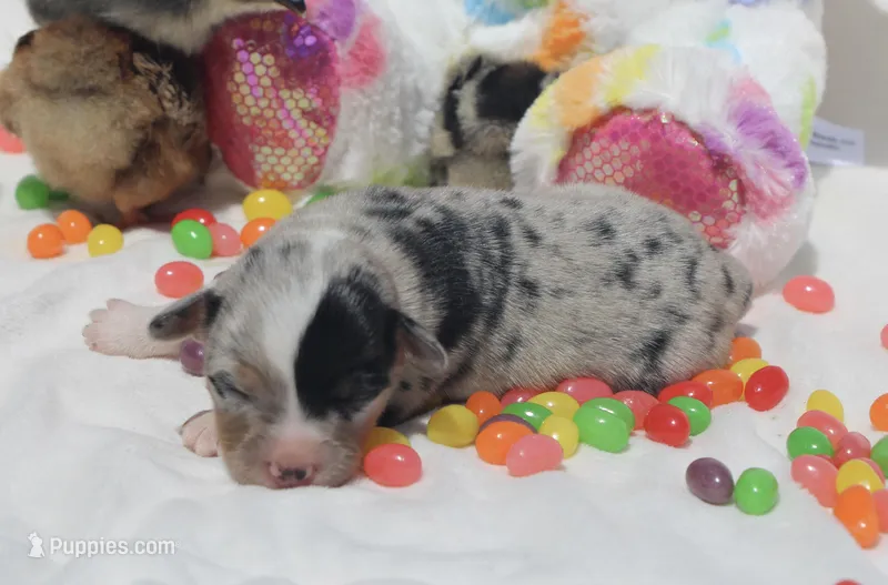 SPRING - Blue Merle Toy Auggie  – Pembroke Welsh Corgi, Toy Australian Shepherd puppy for sale in Harper, TX