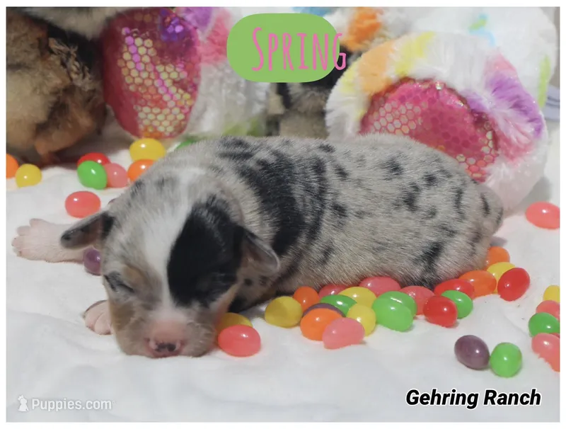 SPRING - Blue Merle Toy Auggie  – Pembroke Welsh Corgi, Toy Australian Shepherd puppy for sale in Harper, TX