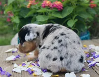 SPRING - Blue Merle Toy Auggie , a female Pembroke Welsh Corgi and Toy Australian Shepherd for sale in Harper, TX – 3 of 5