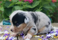 SPRING - Blue Merle Toy Auggie , a female Pembroke Welsh Corgi and Toy Australian Shepherd for sale in Harper, TX – 5 of 5