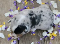 SPRING - Blue Merle Toy Auggie , a female Pembroke Welsh Corgi and Toy Australian Shepherd for sale in Harper, TX – 2 of 5