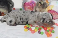 SPRING - Blue Merle Toy Auggie , a female Pembroke Welsh Corgi and Toy Australian Shepherd for sale in Harper, TX – Photo 5 of 5