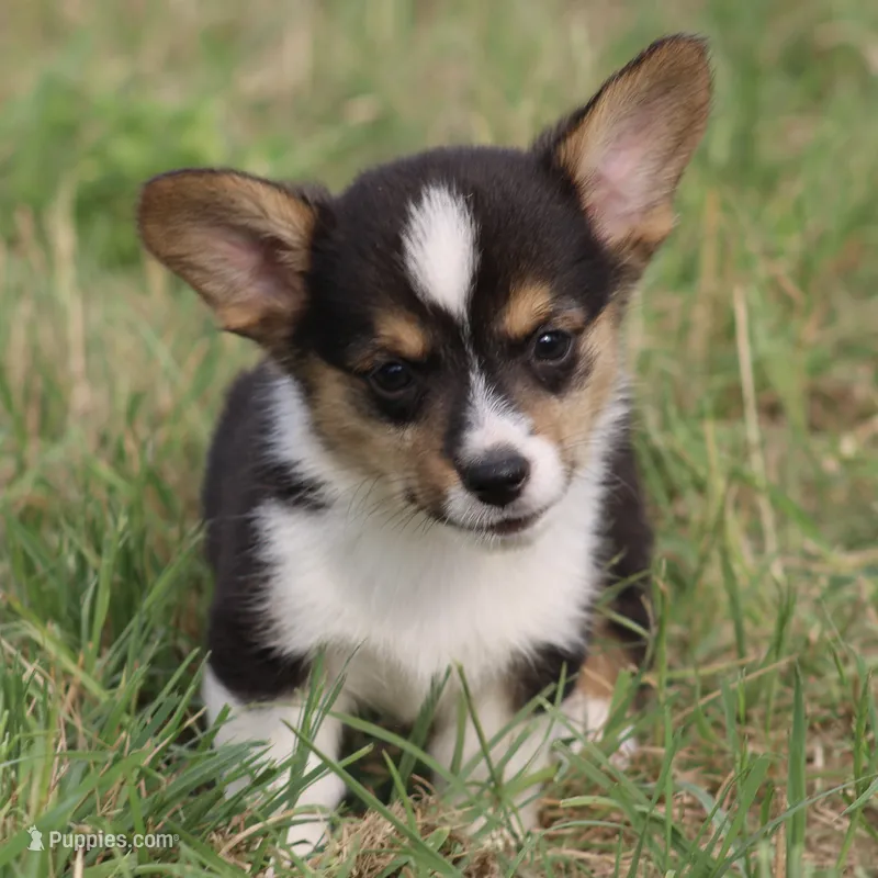 PIP - Black Tri Toy Auggie – Pembroke Welsh Corgi, Toy Australian Shepherd puppy for sale in Harper, TX