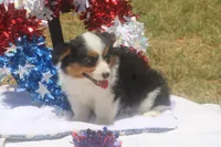 Honor - Toy Auggie, a male Pembroke Welsh Corgi and Toy Australian Shepherd for sale in Harper, TX – 3 of 4