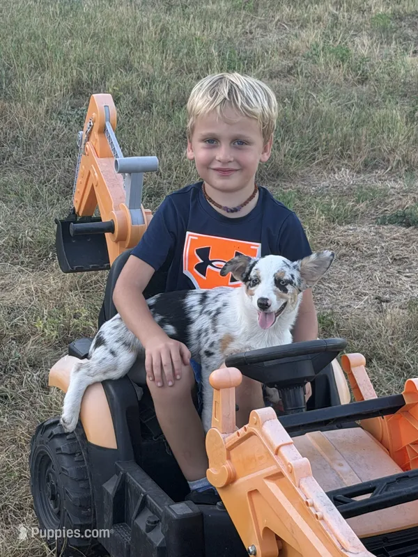 Liberty - Blue Merle Toy Auggie – Pembroke Welsh Corgi, Toy Australian Shepherd puppy for sale in Harper, TX