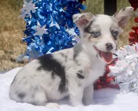 Liberty - Toy Merle Auggie, a female Pembroke Welsh Corgi and Toy Australian Shepherd for sale in Harper, TX – 2 of 2