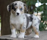 DAISY - Toy Auggie Female, a female Pembroke Welsh Corgi and Toy Australian Shepherd for sale in Harper, TX – 9 of 10