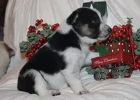 Hocus - Cowboy Auggie, a female Australian Cattle Dog and Pembroke Welsh Corgi for sale in Harper, TX – Photo 5 of 10