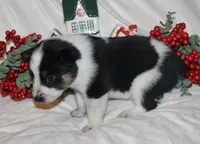 Hocus - Cowboy Auggie, a female Australian Cattle Dog and Pembroke Welsh Corgi for sale in Harper, TX – Photo 6 of 10