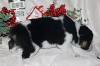 Hocus - Cowboy Auggie, a female Australian Cattle Dog and Pembroke Welsh Corgi for sale in Harper, TX – Photo 2 of 10