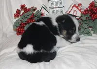 Hocus - Cowboy Auggie, a female Australian Cattle Dog and Pembroke Welsh Corgi for sale in Harper, TX – Photo 9 of 10