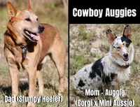 Hocus - Cowboy Auggie, a female Australian Cattle Dog and Pembroke Welsh Corgi for sale in Harper, TX – Photo 10 of 10