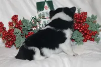 Hocus - Cowboy Auggie, a female Australian Cattle Dog and Pembroke Welsh Corgi for sale in Harper, TX – Photo 3 of 10