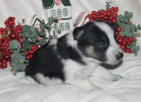 Hocus - Cowboy Auggie, a female Australian Cattle Dog and Pembroke Welsh Corgi for sale in Harper, TX – Photo 7 of 10