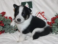 Hocus - Cowboy Auggie, a female Australian Cattle Dog and Pembroke Welsh Corgi for sale in Harper, TX – Photo 1 of 10