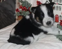 Hocus - Cowboy Auggie, a female Australian Cattle Dog and Pembroke Welsh Corgi for sale in Harper, TX – Photo 4 of 10