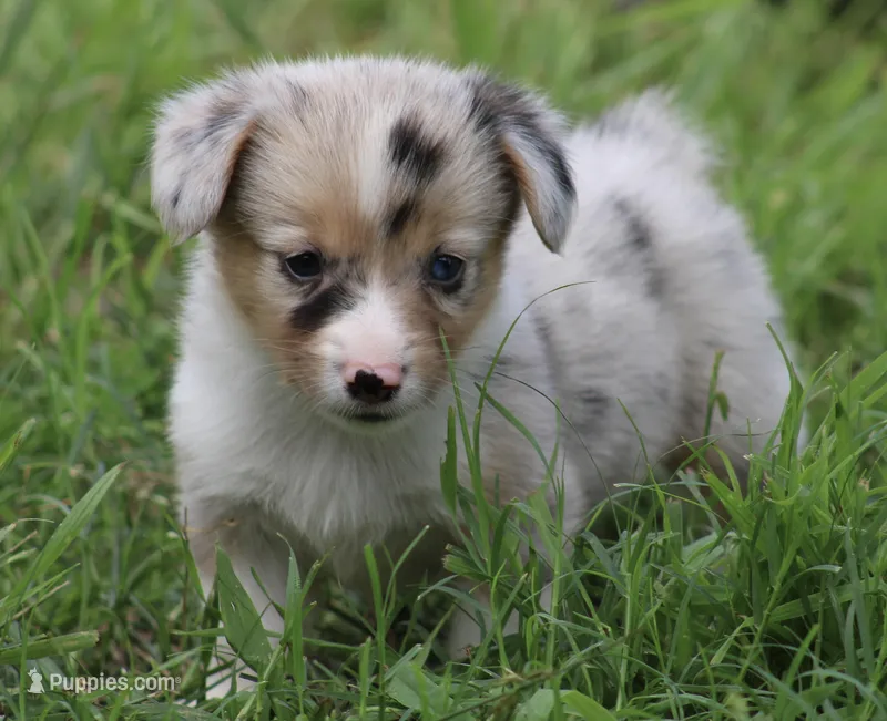 LILY - Blue Merle Toy Auggie – Pembroke Welsh Corgi, Toy Australian Shepherd puppy for sale in Harper, TX