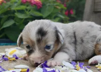 LILY - Blue Merle Toy Auggie, a female Pembroke Welsh Corgi and Toy Australian Shepherd for sale in Harper, TX – 10 of 10
