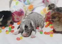 LILY - Blue Merle Toy Auggie, a female Pembroke Welsh Corgi and Toy Australian Shepherd for sale in Harper, TX – Photo 3 of 6