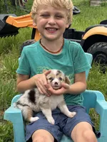 LILY - Blue Merle Toy Auggie, a female Pembroke Welsh Corgi and Toy Australian Shepherd for sale in Harper, TX – 7 of 10