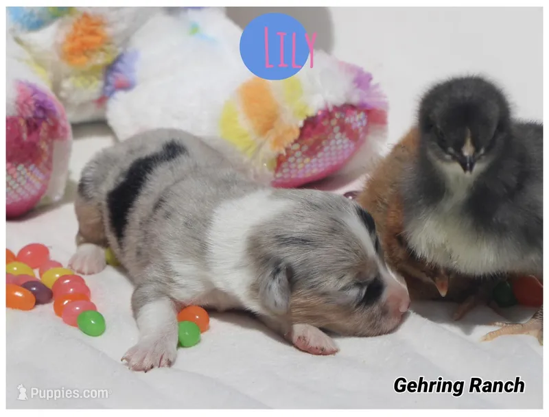 LILY - Blue Merle Toy Auggie – Pembroke Welsh Corgi, Toy Australian Shepherd puppy for sale in Harper, TX