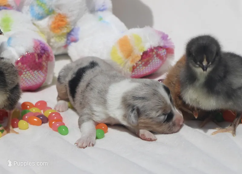 LILY - Blue Merle Toy Auggie – Pembroke Welsh Corgi, Toy Australian Shepherd puppy for sale in Harper, TX