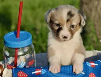LILY - Blue Merle Toy Auggie, a female Pembroke Welsh Corgi and Toy Australian Shepherd for sale in Harper, TX – 4 of 10
