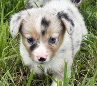 LILY - Blue Merle Toy Auggie, a female Pembroke Welsh Corgi and Toy Australian Shepherd for sale in Harper, TX – 3 of 10