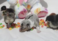 LILY - Blue Merle Toy Auggie, a female Pembroke Welsh Corgi and Toy Australian Shepherd for sale in Harper, TX – Photo 4 of 6