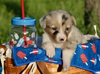 LILY - Blue Merle Toy Auggie, a female Pembroke Welsh Corgi and Toy Australian Shepherd for sale in Harper, TX – 5 of 10