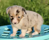 LILY - Blue Merle Toy Auggie, a female Pembroke Welsh Corgi and Toy Australian Shepherd for sale in Harper, TX – 6 of 10