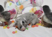 LILY - Blue Merle Toy Auggie, a female Pembroke Welsh Corgi and Toy Australian Shepherd for sale in Harper, TX – Photo 2 of 6