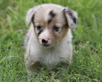 LILY - Blue Merle Toy Auggie, a female Pembroke Welsh Corgi and Toy Australian Shepherd for sale in Harper, TX – 8 of 10