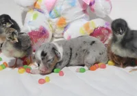 LILY - Blue Merle Toy Auggie, a female Pembroke Welsh Corgi and Toy Australian Shepherd for sale in Harper, TX – Photo 6 of 6