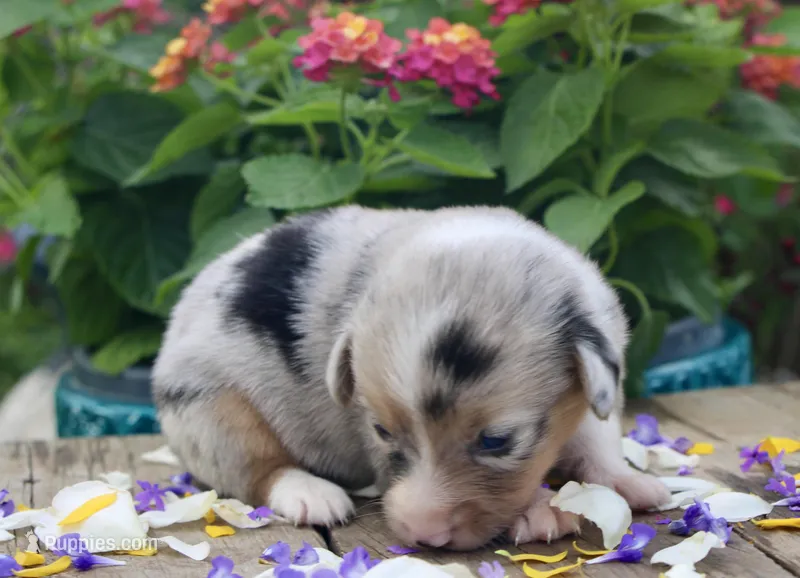 LILY - Blue Merle Toy Auggie – Pembroke Welsh Corgi, Toy Australian Shepherd puppy for sale in Harper, TX