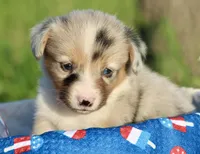 LILY - Blue Merle Toy Auggie, a female Pembroke Welsh Corgi and Toy Australian Shepherd for sale in Harper, TX – 2 of 10