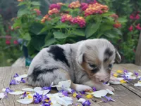 LILY - Blue Merle Toy Auggie, a female Pembroke Welsh Corgi and Toy Australian Shepherd for sale in Harper, TX – 9 of 10