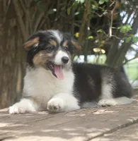 Glory , a female Pembroke Welsh Corgi and Toy Australian Shepherd for sale in Harper, TX – 6 of 8