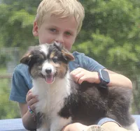 Glory , a female Pembroke Welsh Corgi and Toy Australian Shepherd for sale in Harper, TX – 5 of 8