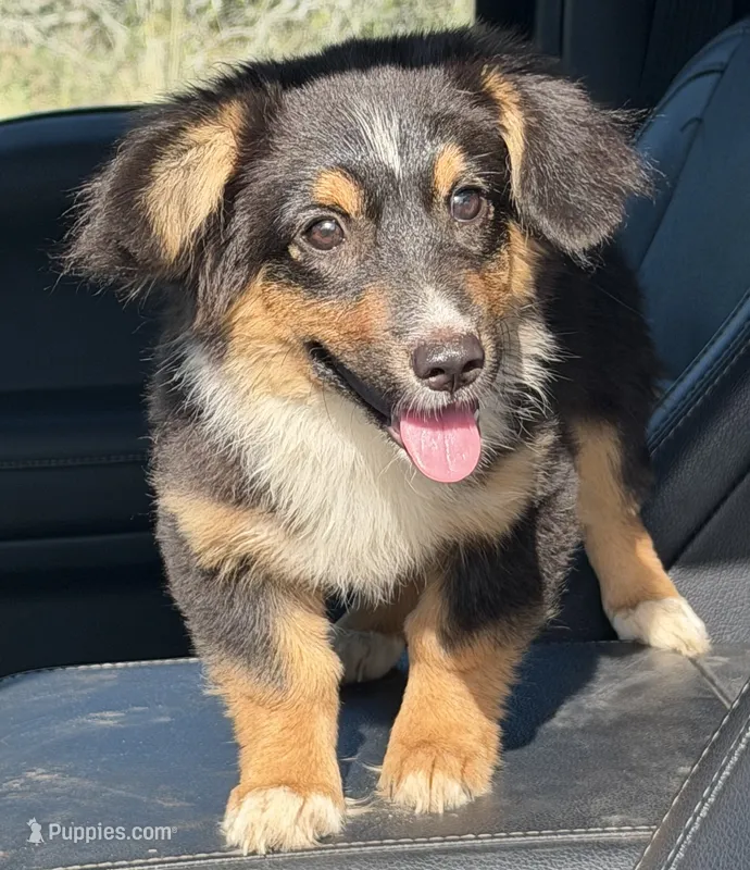 Banner - Black Tri Toy Auggie – Pembroke Welsh Corgi, Toy Australian Shepherd puppy for sale in Harper, TX