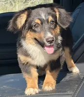 Banner - Black Tri Toy Auggie, a male Pembroke Welsh Corgi and Toy Australian Shepherd for sale in Harper, TX – 1 of 7