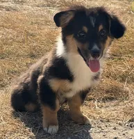 Banner - Black Tri Toy Auggie, a male Pembroke Welsh Corgi and Toy Australian Shepherd for sale in Harper, TX – 4 of 7